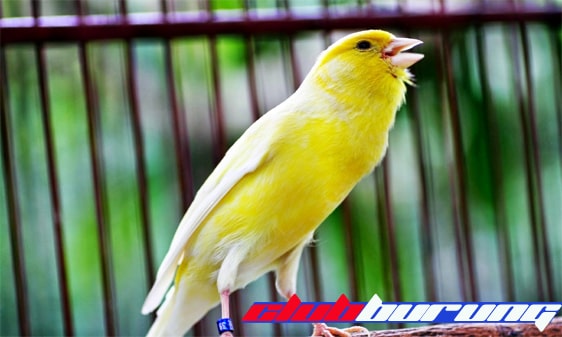 Download Suara Burung Kenari Mp3 Gacor Panjang