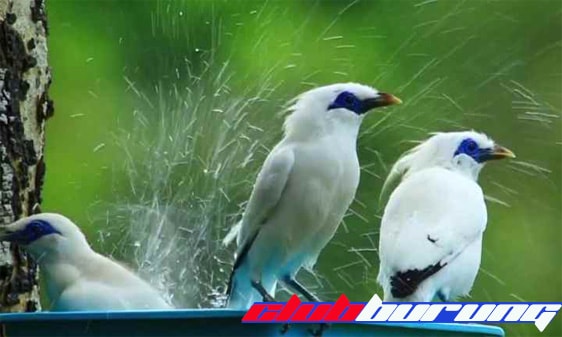 Jalak Bali